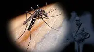باران آمد، پشه مرگبار هم رسید؛ زنگ هشدار تب دنگی و زیکا در هرمزگان