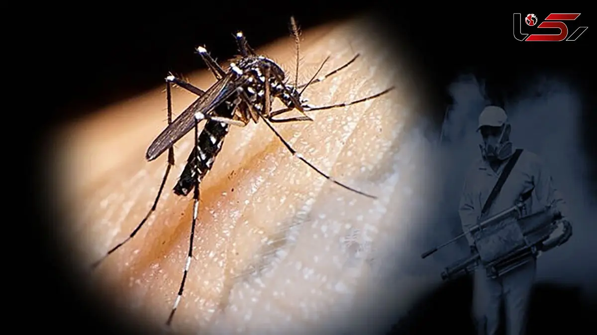 باران آمد، پشه مرگبار هم رسید؛ زنگ هشدار تب دنگی و زیکا در هرمزگان