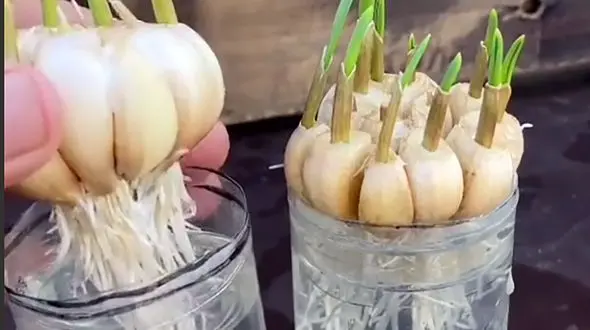 طرز کاشت سیر را ببینید + فیلم