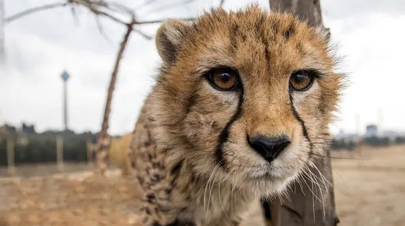 نسخه بعد از مرگ فراکسیون محیط زیست مجلس برای حیات وحش ایران/ مقصر اصلی به دنبال پیدا کردن متهم و سرزنش آنهاست!