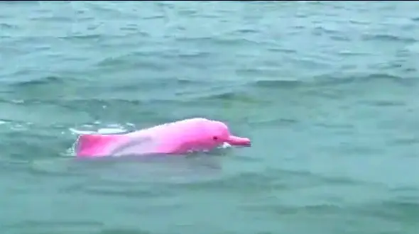 فیلم باورنکردنی‌ ترین تصویر جهان / شکار دلفین صورتی توسط افسر هندی