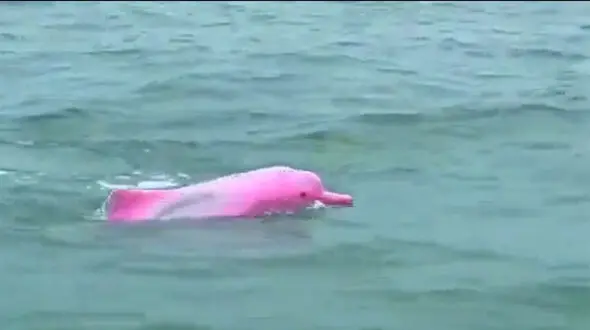 فیلم باورنکردنی‌ ترین تصویر جهان / شکار دلفین صورتی توسط افسر هندی