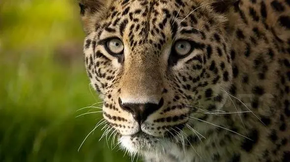 ادامه مرگ سریالی پلنگ ها در ایران و کم توجهی سازمان محیط زیست/ سرنوشت یوز ایرانی در انتظار پلنگ ایرانی