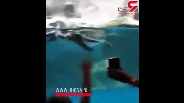 شوخی جالب بازدید کنندگان باغ وحش با پنگوئن‌ها + فیلم
