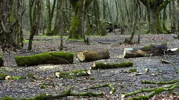 فیلم دردناک قطع درختان جوان / حیات خلوت قاچاقچیان چوب + فیلم