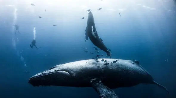 عکس دیدنی ازبچه نهنگ و مادرش