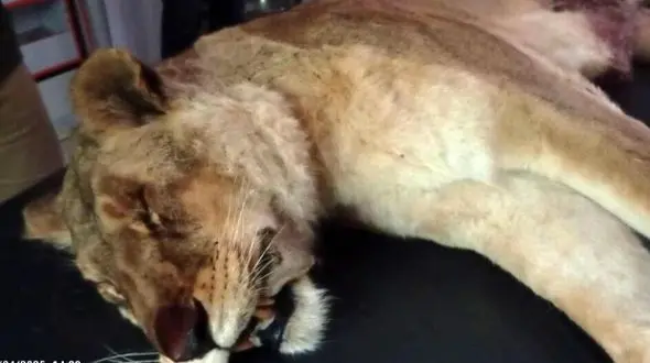 مرگ ماده شیر مجموعه الیمالات؛ راز تلخ سخت‌زایی