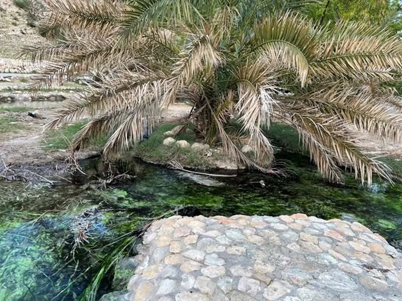ریشه و شاخ و برگ درختان مهترین جانپناه برای گورخرماهی گنو است اما گیاهان قادر به رشد در کانال های سیمانی نیستند