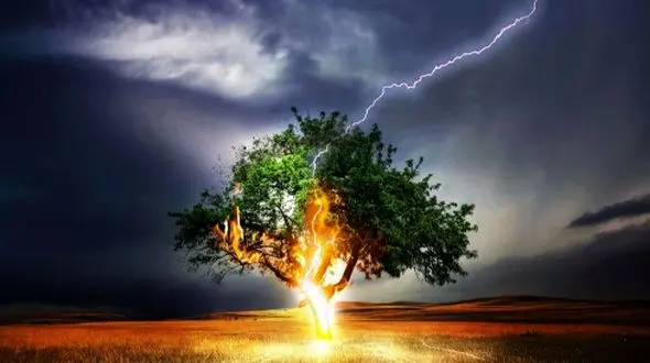 این درخت هر بار صاعقه می زند قد می کشد!