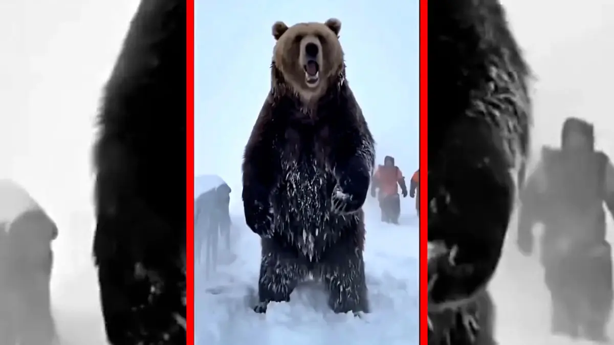 فیلم شبیه سازی نجات خرس در برف با هوش مصنوعی