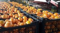 خرید 2 هزار تُن پرتقال برای تنظیم بازار شب عید