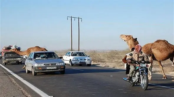 شتر بلای جان موتورسوار هرمزگانی شد / در خیابان جان داد 