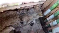فیلم / حمله یک گرگ به یک خانه در بوکان / او را زنده به دام انداختند + عکس
