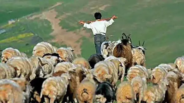 چوپان افغان با 90 دام در ساوه گم شد