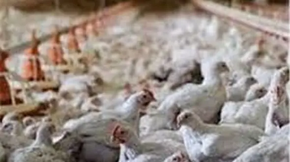 ارمنستان واردات مرغ زنده از ایران را ممنوع کرد