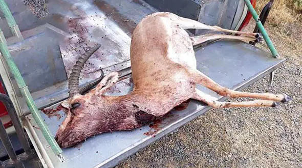 عاملان شکار یک آهو در موته دستگیر شدند