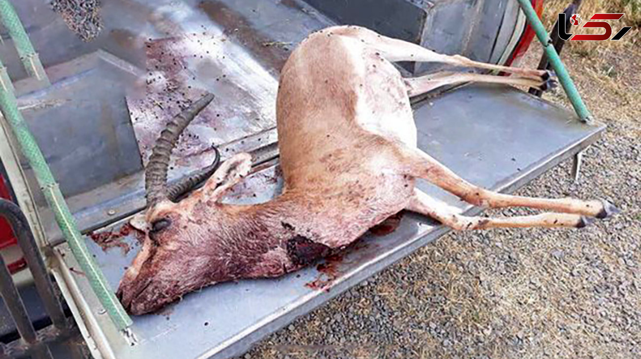 عاملان شکار یک آهو در موته دستگیر شدند