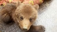این بچه خرس خوشگل در سیل گیلان از مادرش جدا افتاد + عکس
