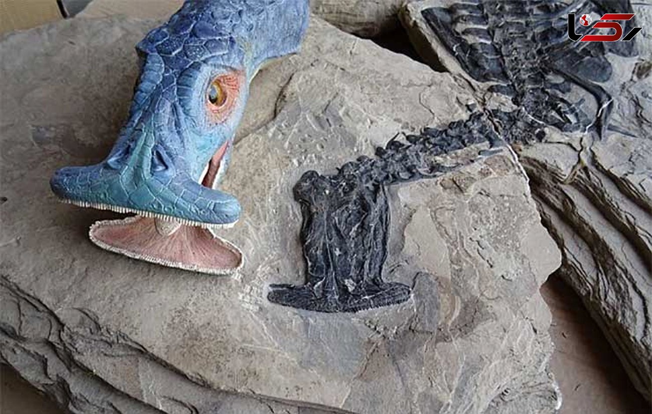 فسیل 242 میلیون ساله حیوان سرچکشی +فیلم و عکس