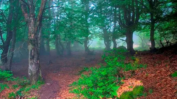 راز مخوف در سرزمین درختان درهم تنیده+عکس