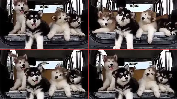 فیلم رقص توله سگ های دوست داشتنی + تصاویر