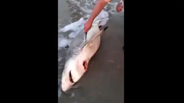 فیلم هیجان انگیزنجات 3بچه کوسه از شکم مادر مرده+فیلم وعکس