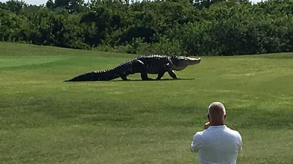 حضور وحشتناک تمساح  5 متری در زمین گلف / مسابقات گلف کالیفرنیا به تاخیر افتاد + فیلم و عکس