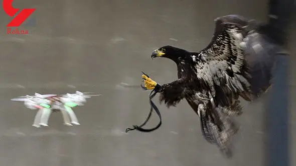 حمله عقاب ها ی شکارچی به هواپیمای جاسوسی