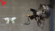 حمله عقاب ها ی شکارچی به هواپیمای جاسوسی