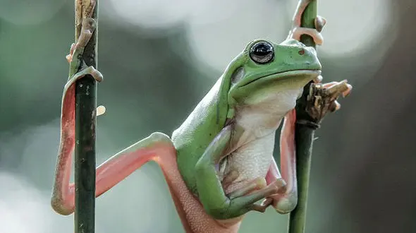 اثرات مضر یک اشعه خورشید بر کاهش جهانی جمعیت دوزیستان !