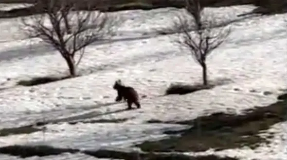 نجات خرس از استخر یخ زده در میانه + فیلم