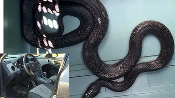 افتادن مار 4 متری روی پاهای زن هنگام رانندگی + عکس