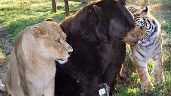 دوستی عجیب سه حیوان درنده + فیلم