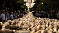 رژه چوپانان با گله گوسفندان در خیابان‌های مادرید