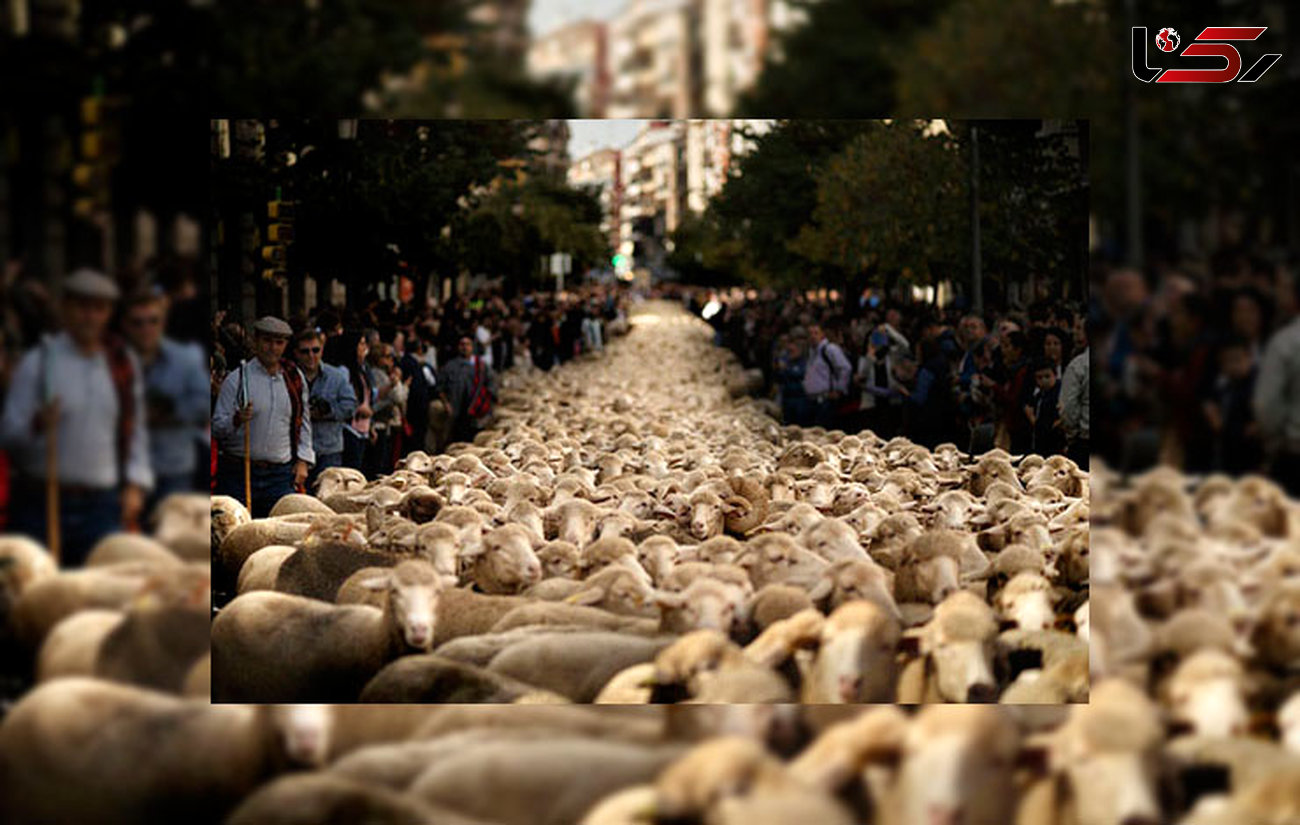 رژه چوپانان با گله گوسفندان در خیابان‌های مادرید