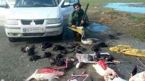 بازداشت شکارچی فلامینگو با انتشار عکس یادگاری در اینترنت