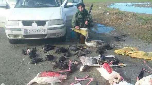 بازداشت شکارچی فلامینگو با انتشار عکس یادگاری در اینترنت