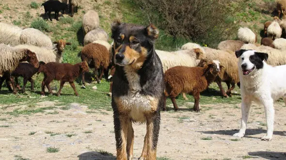 سگ گله گردن چوپان را درید