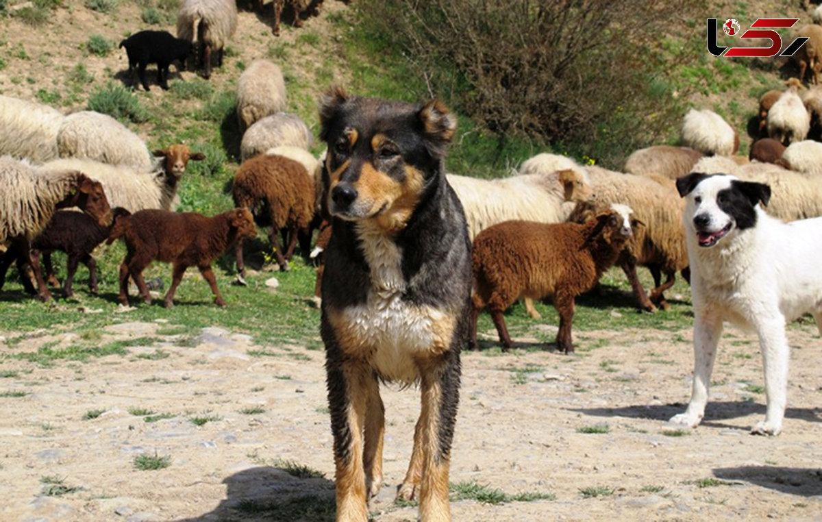 سگ گله گردن چوپان را درید