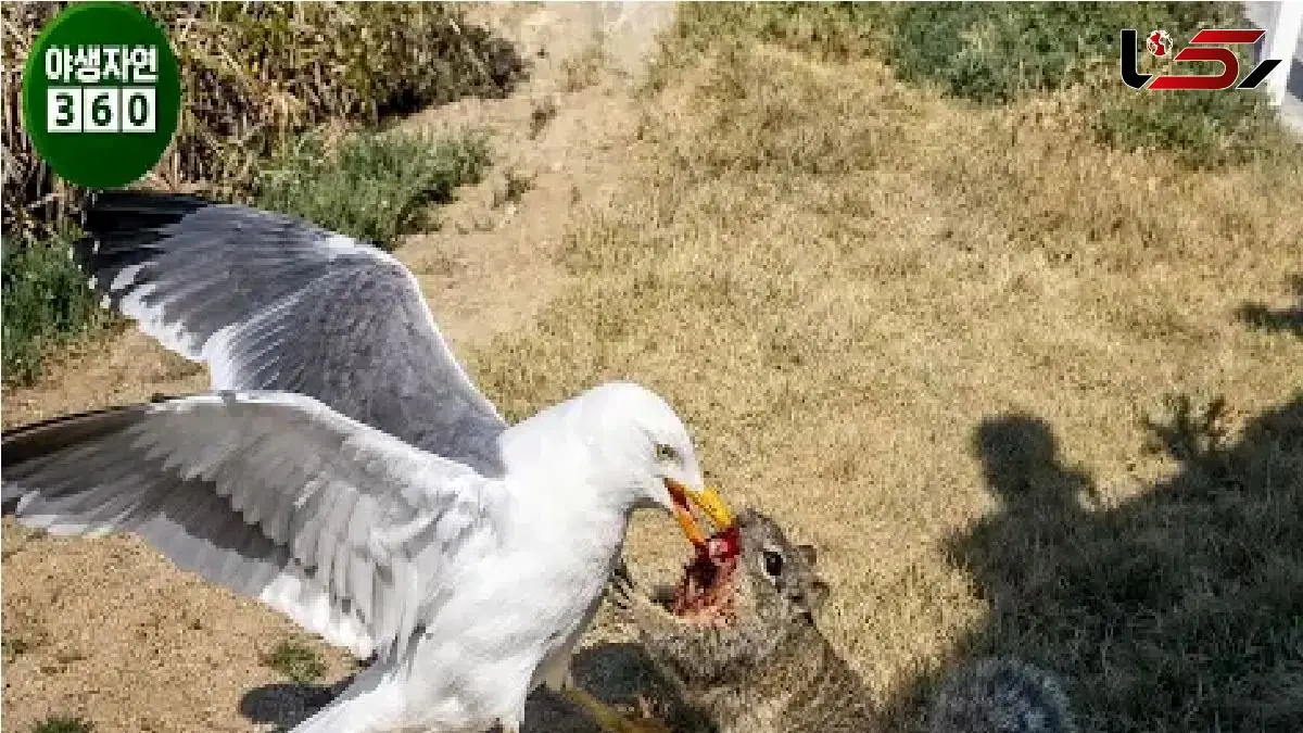 مستند حیات وحش؛ مرغابی دیوونه دندون سنجاب رو کند از گشنگی تلف شه