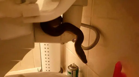 وحشت از مار خطرناک در توالت یک خانه + عکس