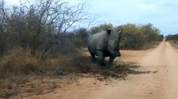 حمله کرگدن وحشی به ماشین در حال عبور + فیلم