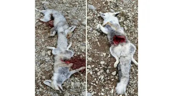 کشتار حیات وحش اقدامی غیرقانونی است