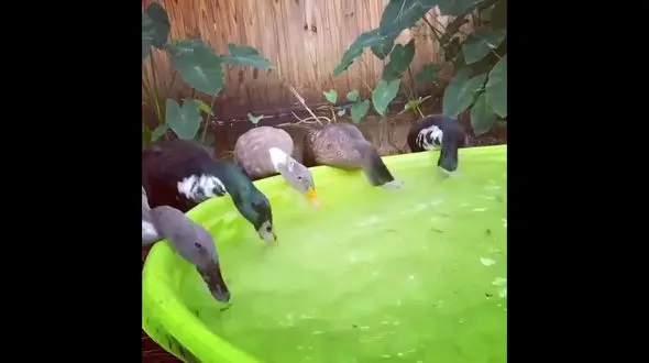 مسابقه اردک ها بر سر خوردن ماهی + فیلم