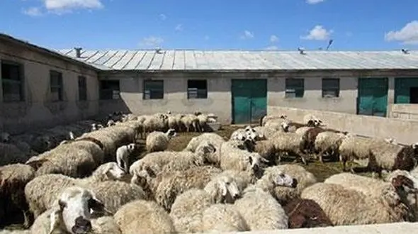 افزایش قیمت گوشت قرمز / توقف صادرات دام از لرستان 