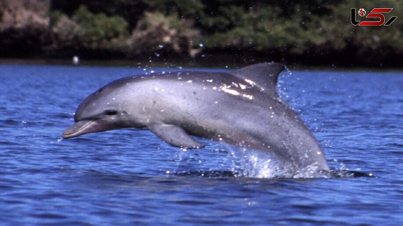 صیادان عسلویه دلفین گرفتار را نجات دادند