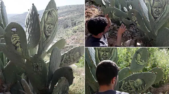 نقاشی روی کاکتوس در فلسطین + عکس