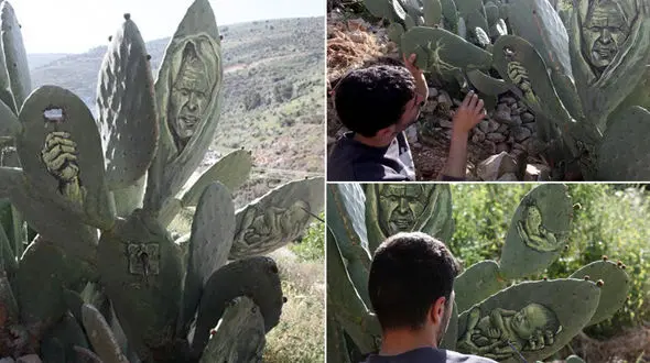 نقاشی روی کاکتوس در فلسطین + عکس