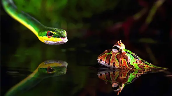 عکس شگفت انگیز از شجاعت و جسارت قورباغه