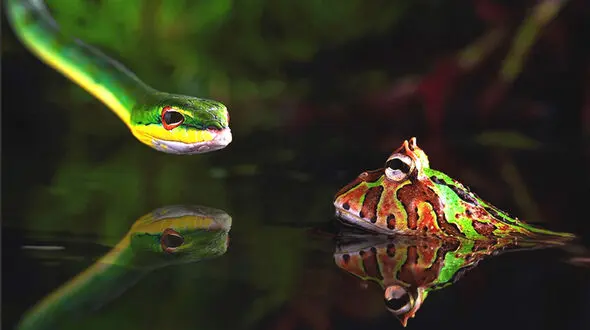 عکس شگفت انگیز از شجاعت و جسارت قورباغه